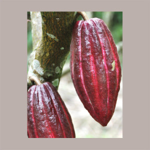 Cioccolato Copertura al Latte Vidamà Costa D'Avorio 38% in Pastiglie Domori 1 Kg [87dd5f28]