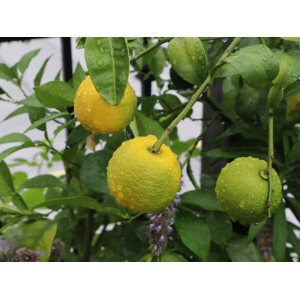 Sciroppo Concentrato per Granita Gusto Calamansi Yuzu Plus Mixybar Fabbri 1,3 Kg [653be6f6]