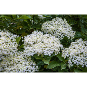 Sciroppo Concentrato per Granita Gusto Fiori e Bacche di Sambuco Mixybar Fabbri 1,3 Kg [56063a70]