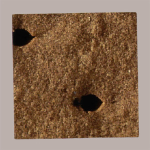 Biscotto Gelato Rettangolare Cacao Choco Long Break&Go 320 Pezzi